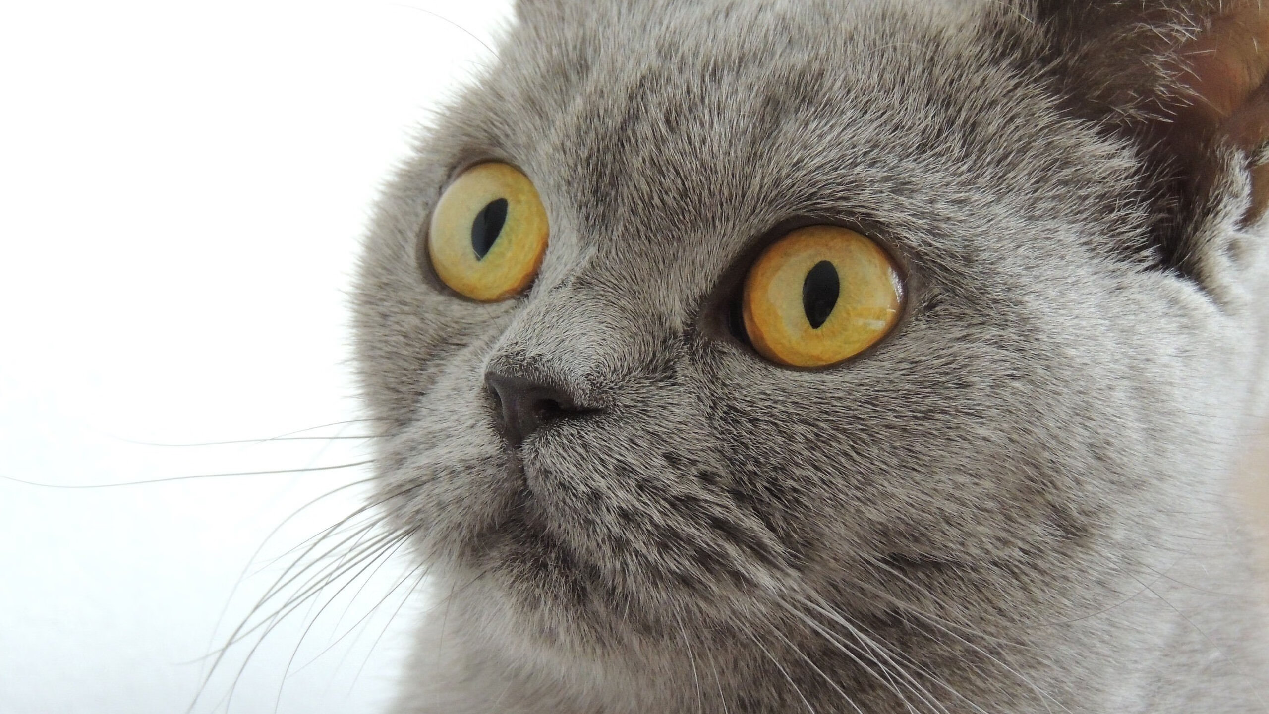 开云体育网站入口-外教未参与青训体系评估造成理念断裂，外教未参与青训体系评估造成理念断裂的原因