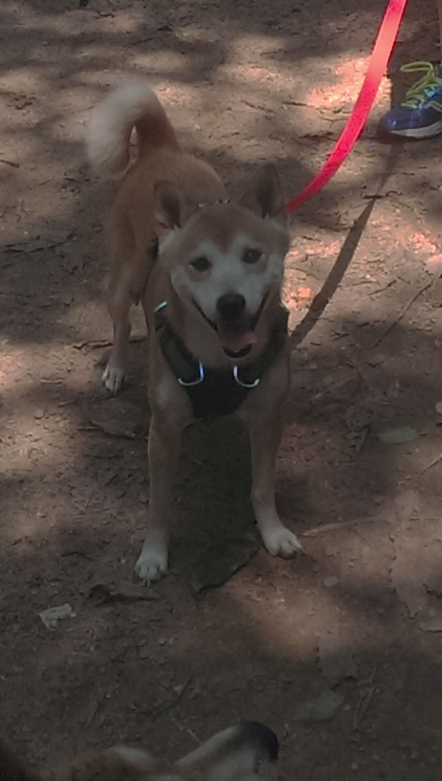 开云APP-“马科斯·莫奇的稳固防线与出色反应，帮助美洲狮队迎接世界挑战”